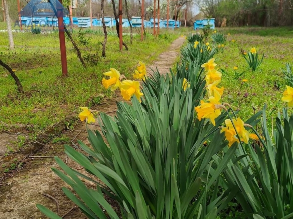 ПАРЦЕЛ-ПЧЕЛИН - 0